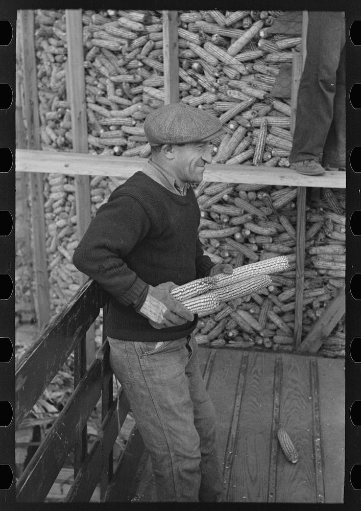 William Singer, homesteader at Hightstown, New Jersey, helping to store corn for the dairy herd which is soon to be acquired…