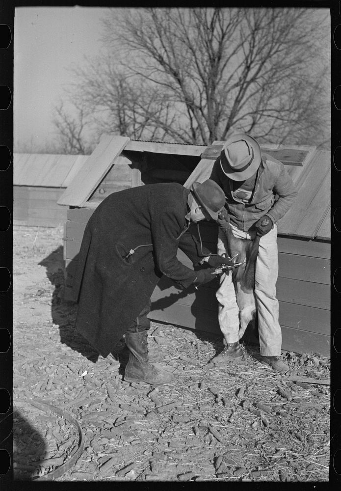 [Untitled photo, possibly related to: Vaccination of pigs on stock farm near Aledo, Illinois, usually done by a veterinary…