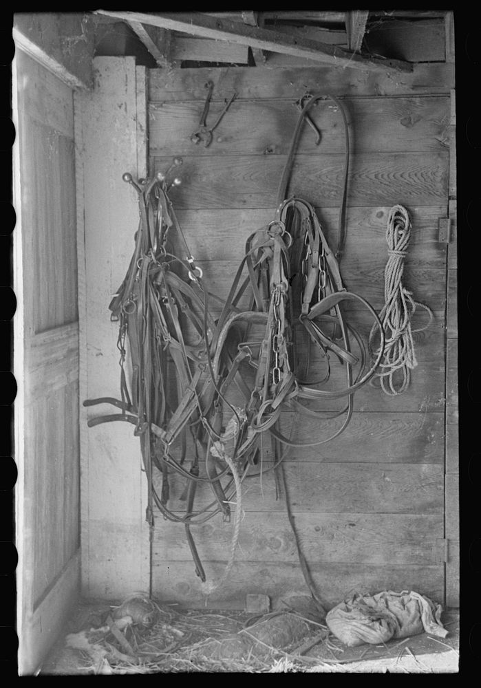 Harness in barn of H.H. Tripp, near Dickens, Iowa by Russell Lee