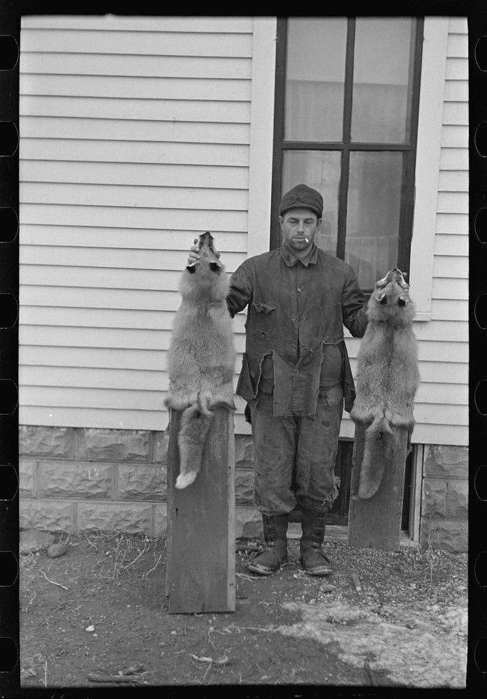 Roy Merriott, farmer, holding foxes which he has killed on his farm, near Estherville, Iowa by Russell Lee