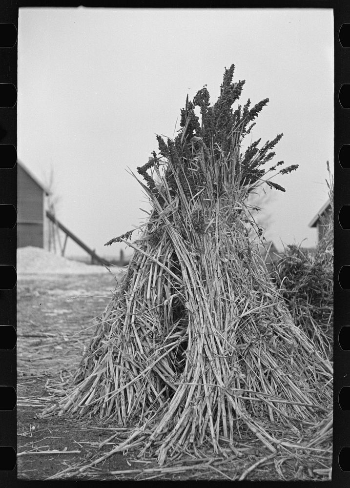 Sugarcane is grown as fodder in many farms in Emmet County, Iowa by Russell Lee