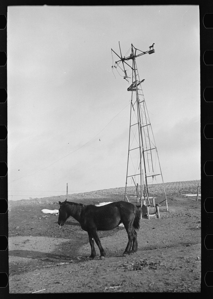 [Untitled photo, possibly related to: Blind horse and broken windmill on Glen Cook's farm near Smithland, Iowa] by Russell…