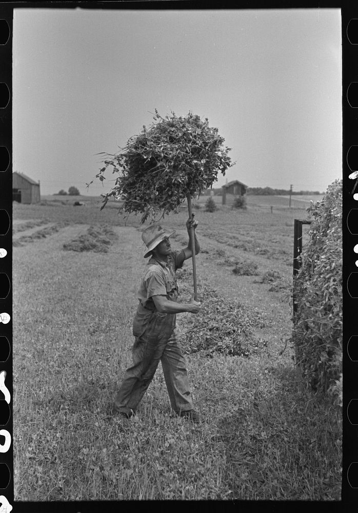 [Untitled photo, possibly related to: Farmer pitching pea vines atop truck, on farm near Sun Prairie, Wisconsin] by Russell…