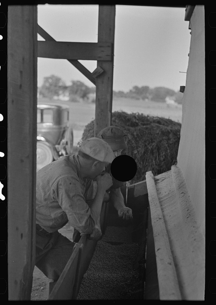 [Untitled photo, possibly related to: Farmers talking while watching shelled peas coming from pea vinery, near Sun Prairie…