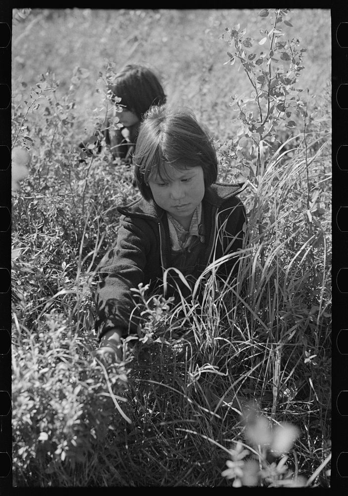 [Untitled photo, possibly related to: Child picking blueberries, near Little Fork, Minnesota] by Russell Lee