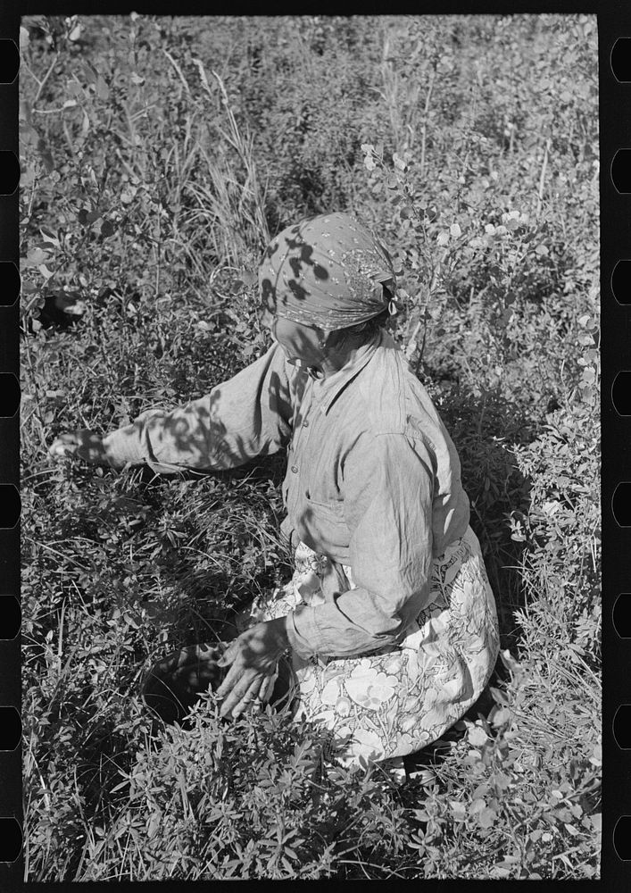 [Untitled photo, possibly related to: Indian picking blueberries, near Little Fork, Minnesota] by Russell Lee