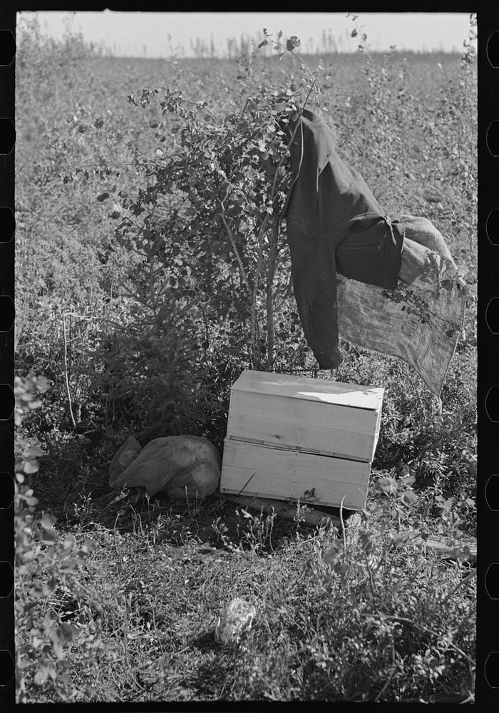 Clothing and blueberry crate in field near Little Fork, Minnesota by Russell Lee