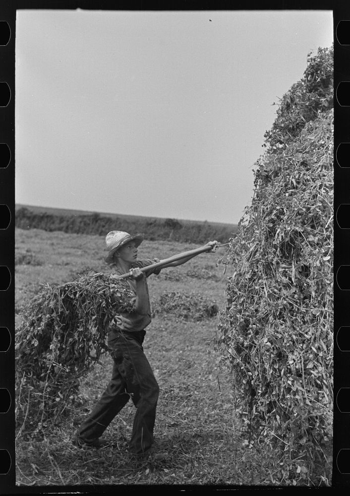 [Untitled photo, possibly related to: Farmer pitching pea vines atop truck, on farm near Sun Prairie, Wisconsin] by Russell…