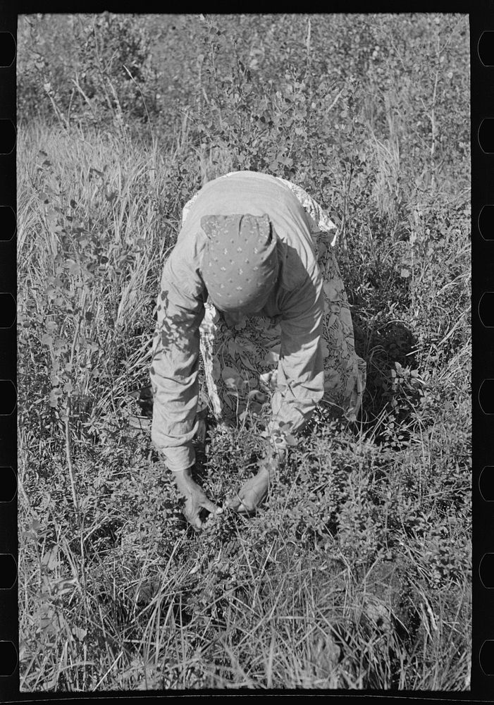 Indian woman picking blueberries, near Little Fork, Minnesota by Russell Lee