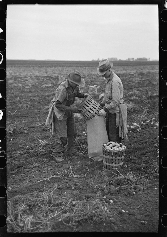 Emptying potatoes from baskets into bags. Each bag takes two baskets and weighs about seventy pounds, ten pounds of which…