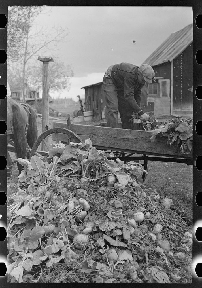 [Untitled photo, possibly related to: Worker at beet unloading machine, East Grand Forks, Minnesota] by Russell Lee