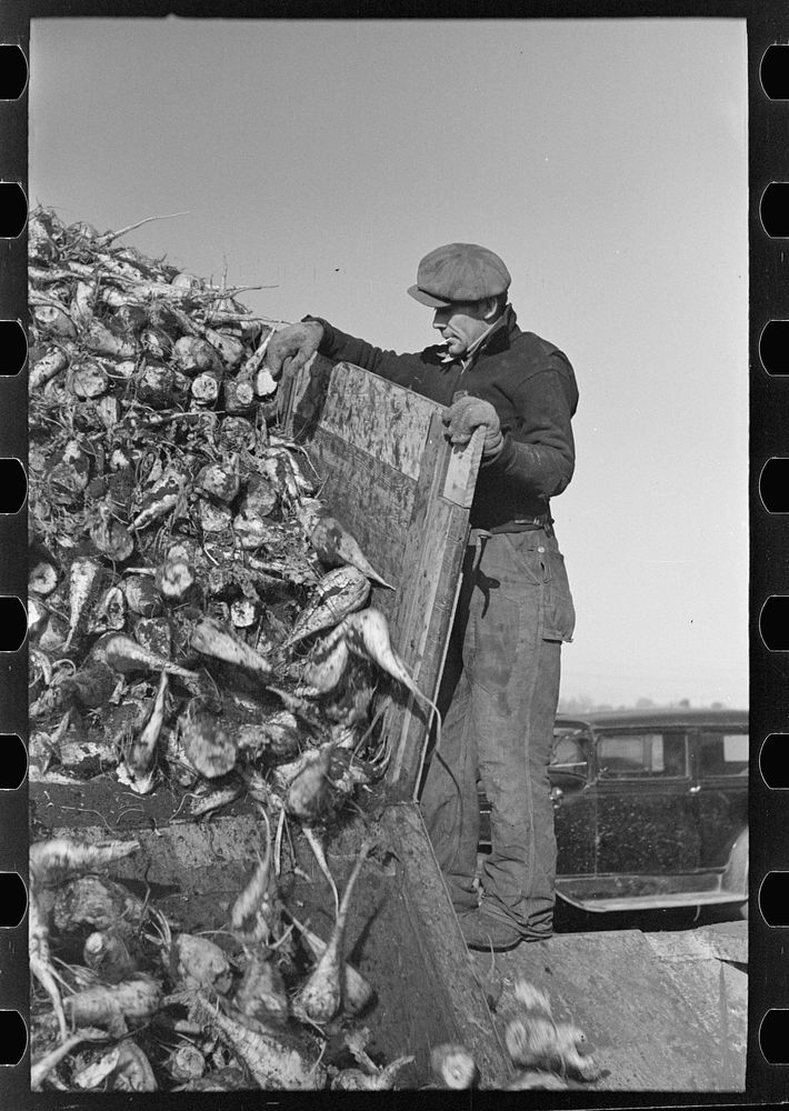 Man working unloading machine, near East Grand Forks, Minnesota by Russell Lee