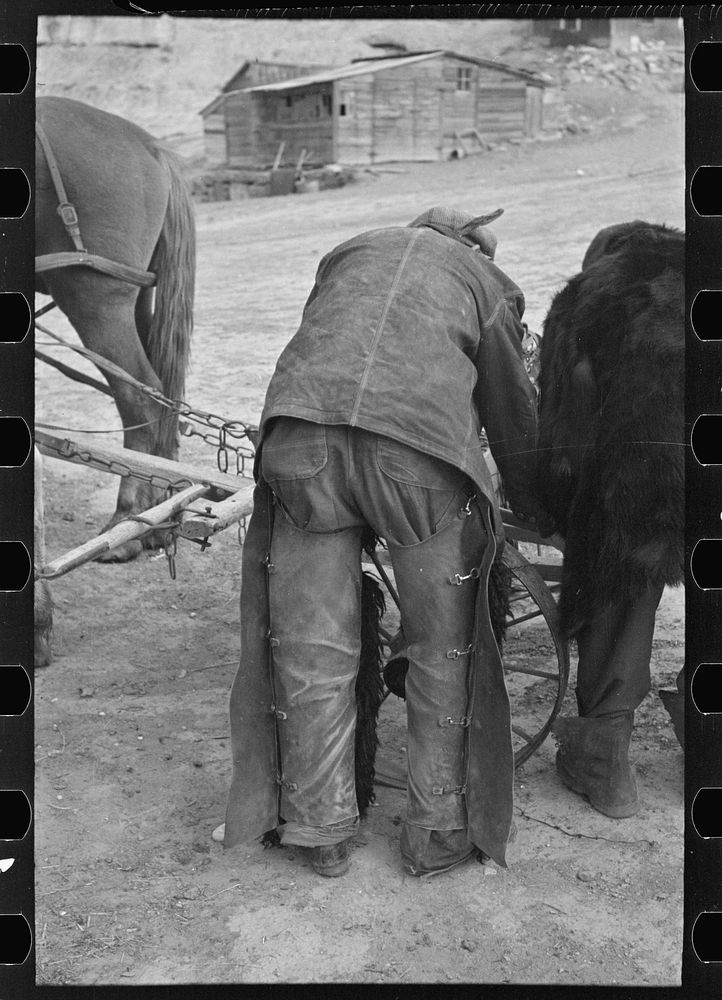 Farmer in cowboy chaps, Sheridan County, Montana by Russell Lee