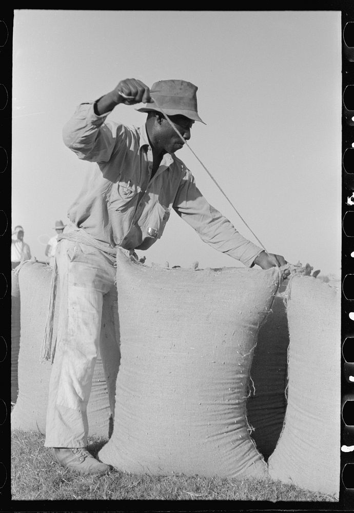 Sewing bags of rice at thresher near Crowley, Louisiana by Russell Lee