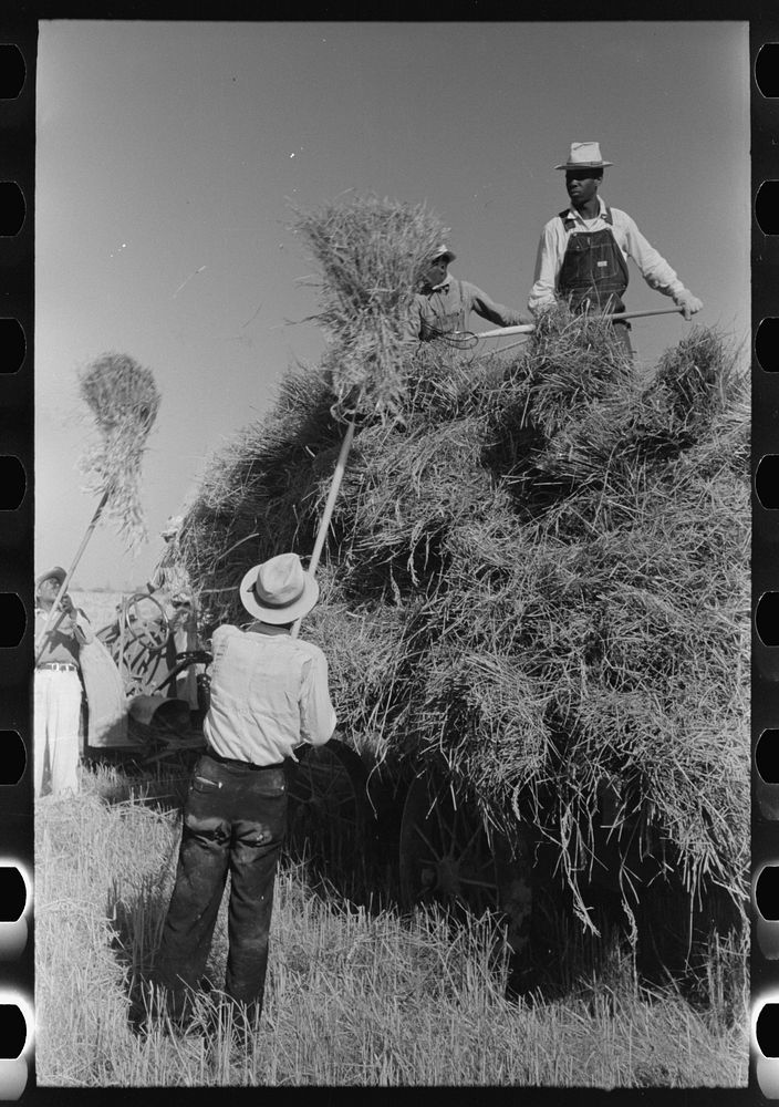 [Untitled photo, possibly related to: Pitching bundles of rice from rack to wagon. Note how bundle is caught in midair by…