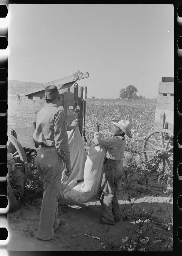 Weighing cotton, Lake Dick Project, Arkansas by Russell Lee
