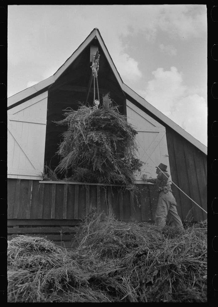 Elevating hay into loft, Lake Dick Project, Arkansas by Russell Lee