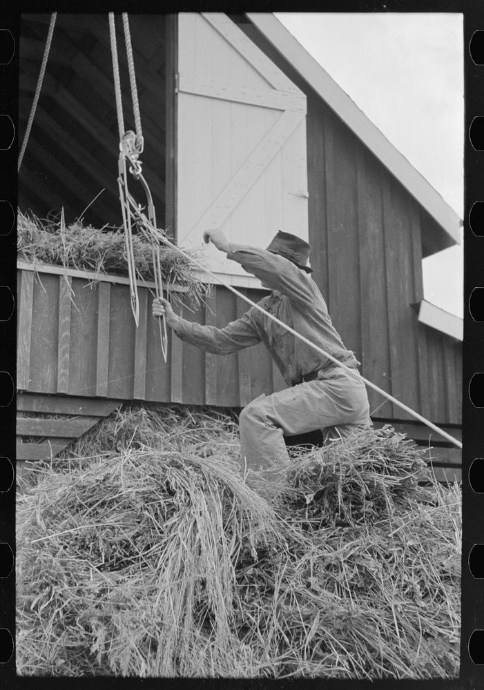 Reaching for grab used in hoisting hay to loft, Lake Dick Project, Arkansas by Russell Lee