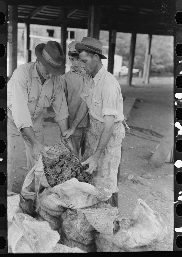Dumping oysters into sacks from wire baskets, Olga, Louisiana by Russell Lee