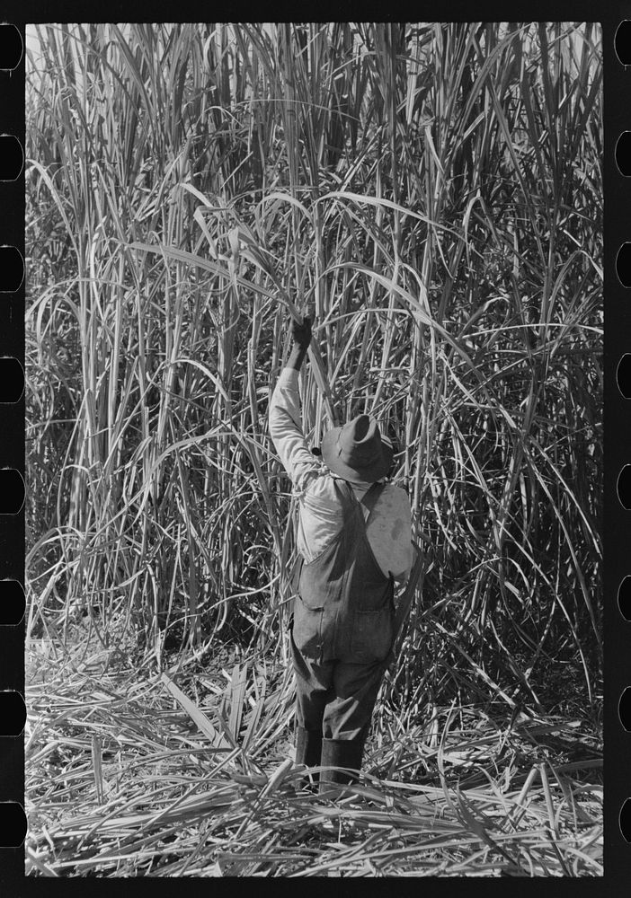 [Untitled photo, possibly related to: Cutting sugarcane in field, near New Iberia, Louisiana] by Russell Lee