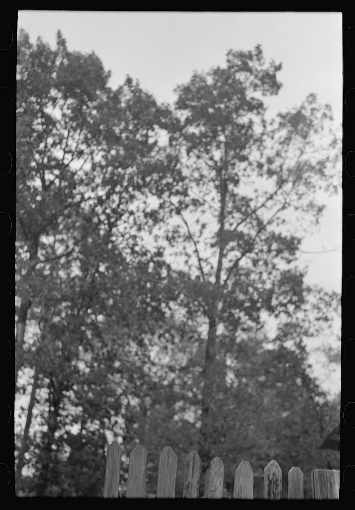 [Untitled photo, possibly related to: Cut-over farmer living east of Amite, Louisiana] by Russell Lee