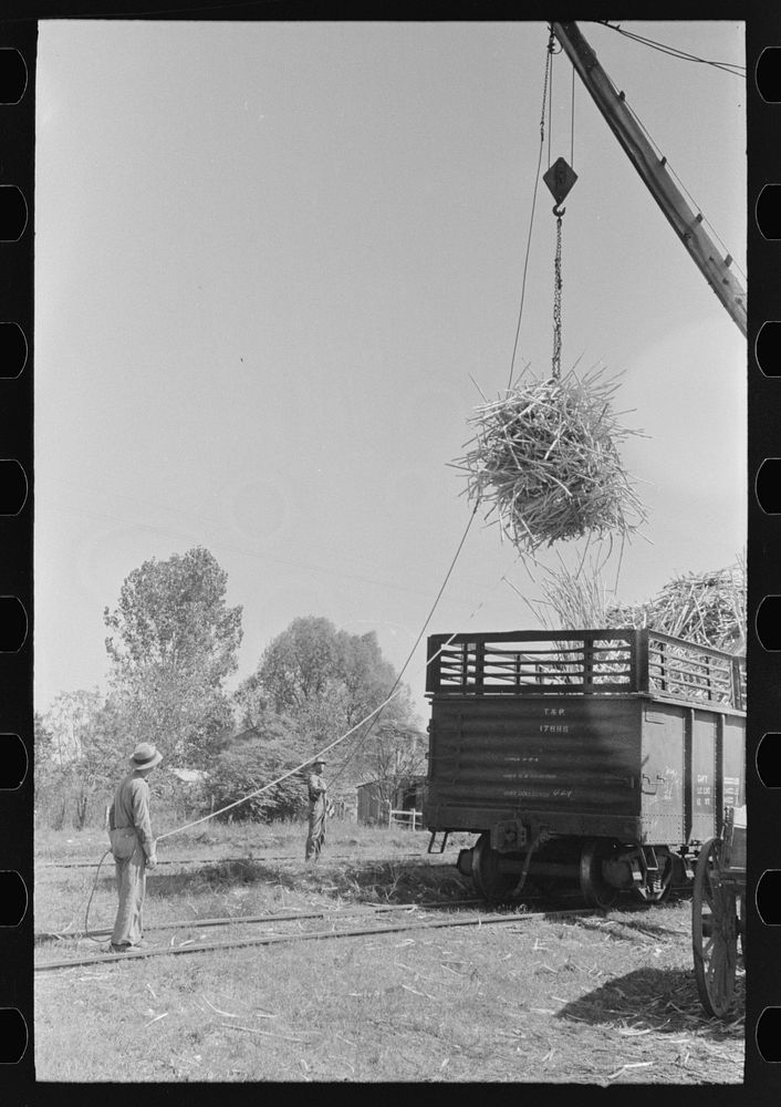 [Untitled photo, possibly related to: Loading sugarcane from farmer's wagon onto railroad car, near Broussard, Louisiana] by…