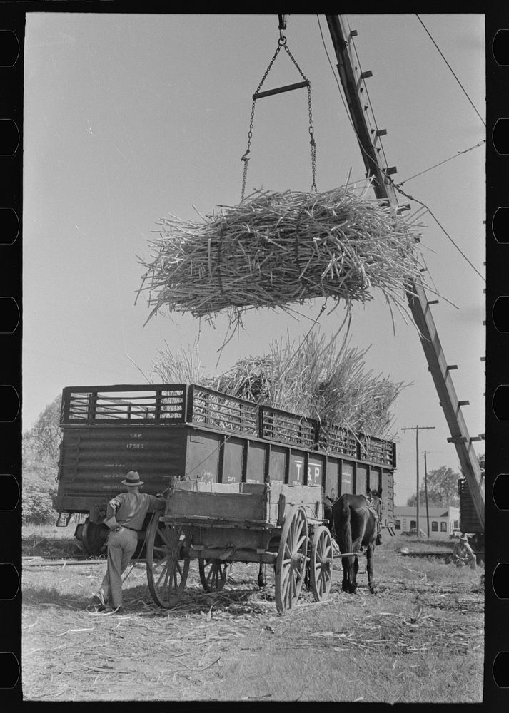 Loading sugarcane from farmer's wagon onto railroad car, near Broussard, Louisiana by Russell Lee
