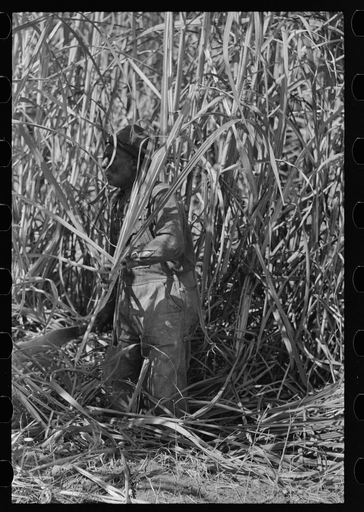 [Untitled photo, possibly related to: Sugarcane cutter and waterboy in field near New Iberia, Louisiana] by Russell Lee