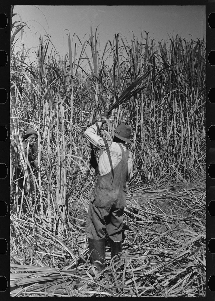 Cutting sugarcane near New Iberia, Louisiana by Russell Lee