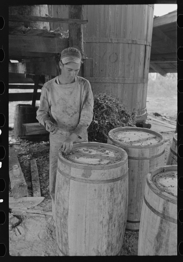 Worker at turpentine still caulking barrels for resin, State Line, Mississippi by Russell Lee