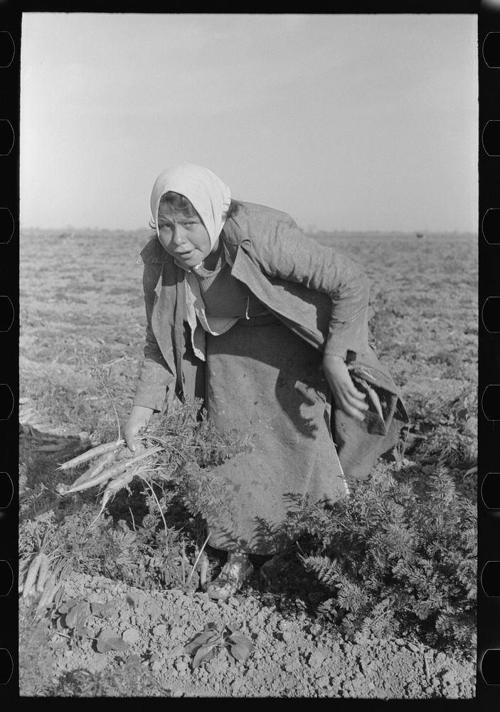 Mexican girl, carrot worker, near Edinburg, Texas by Russell Lee