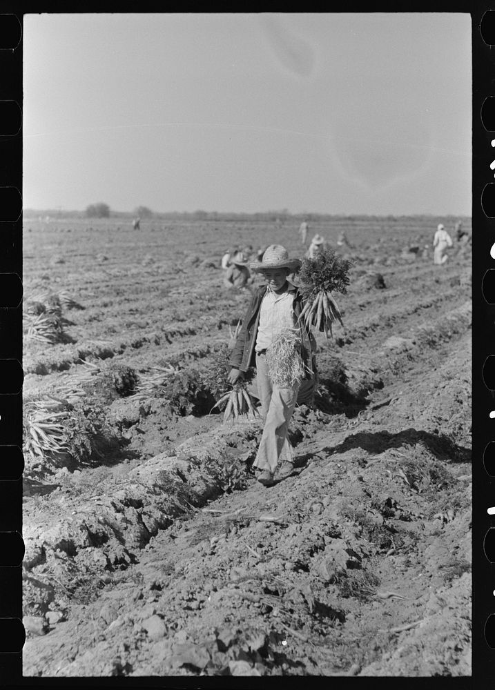 [Untitled photo, possibly related to: Mexican carrot workers in field near Edinburg, Texas] by Russell Lee