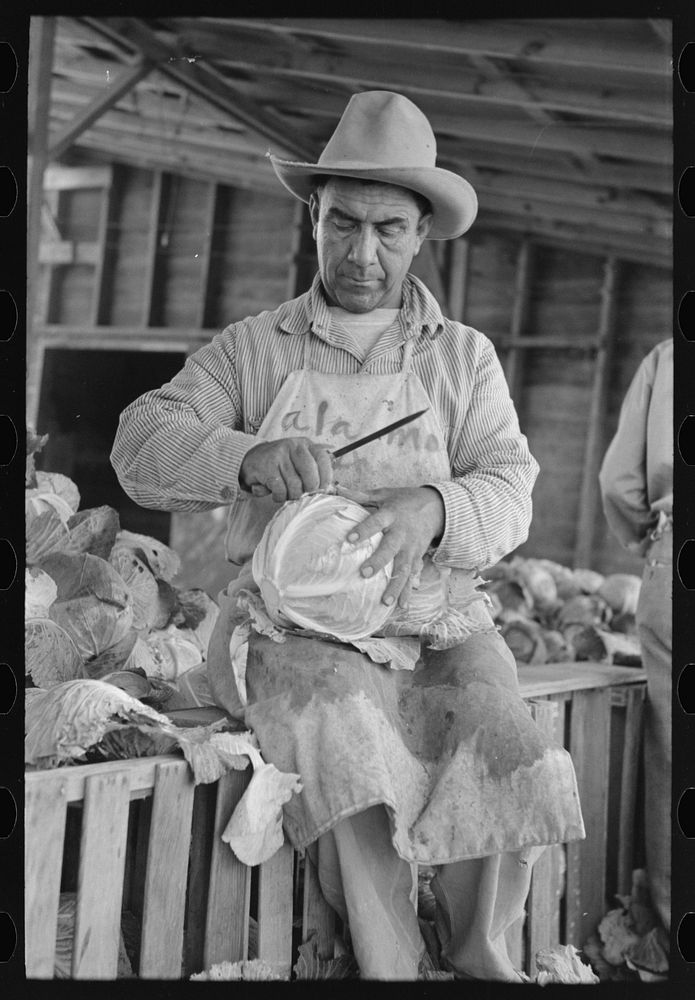 Mexican cabbage packer, Alamo, Texas by Russell Lee