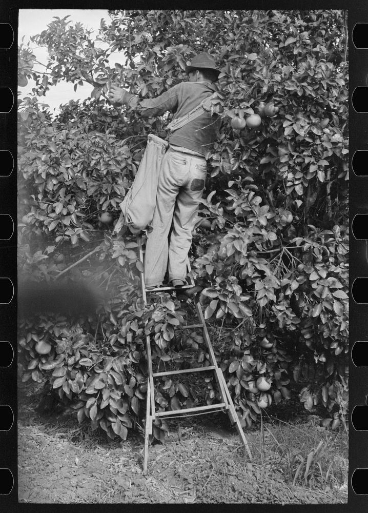 Picking grapefruit near Weslaco, Texas by Russell Lee