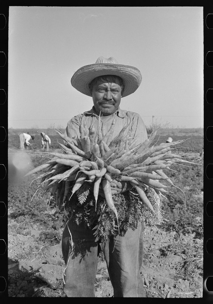 [Untitled photo, possibly related to: Mexican carrot worker, Edinburg, Texas] by Russell Lee