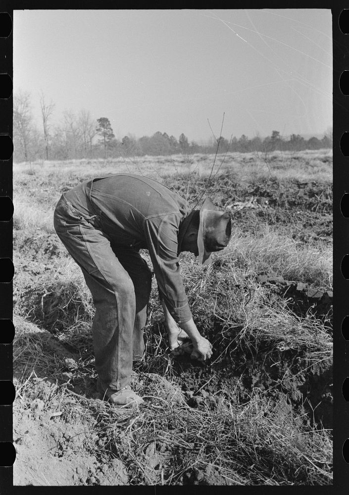 [Untitled photo, possibly related to: Child of sharecropper picking up sweet potatoes near Laurel, Mississippi] by Russell…
