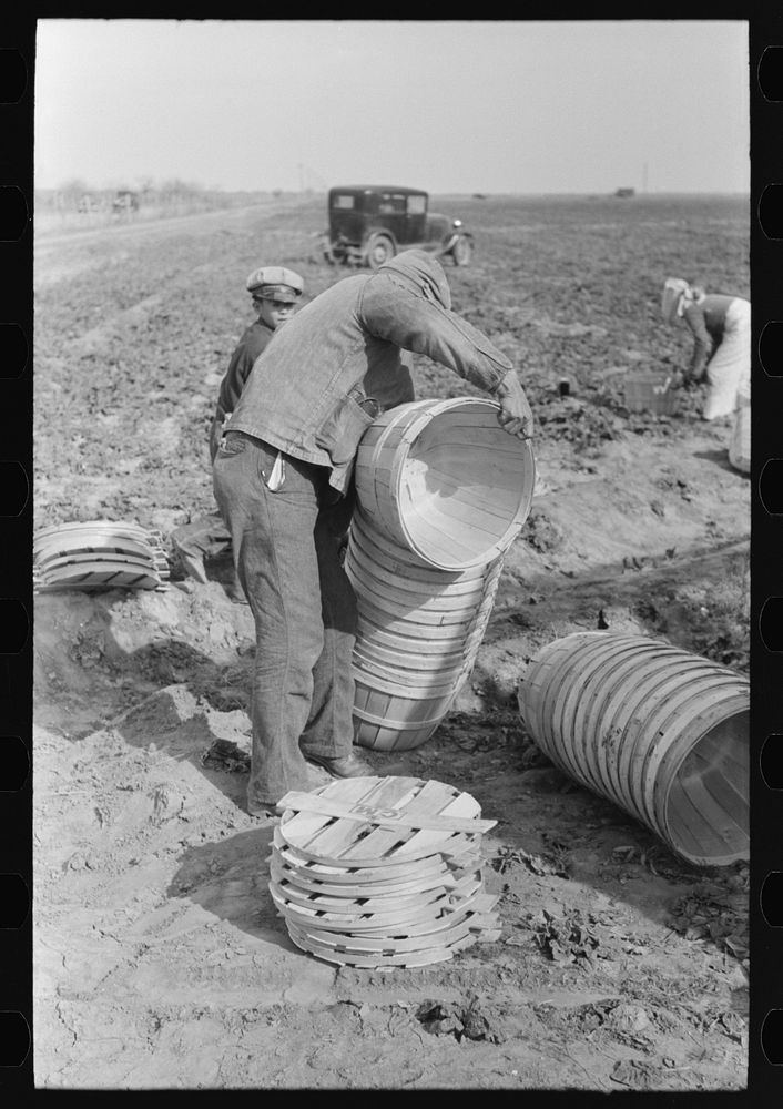 Stacking baskets to be carried into the spinach fields, La Pryor, Texas by Russell Lee