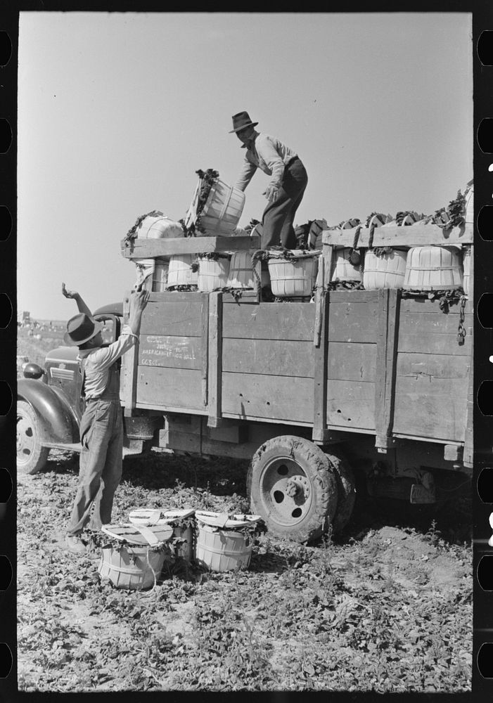 [Untitled photo, possibly related to: Loading baskets of spinach onto truck in fields, La Pryor, Texas] by Russell Lee