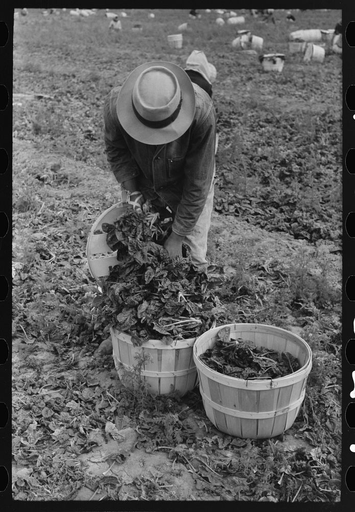Loading baskets of spinach onto truck in fields, La Pryor, Texas by Russell Lee
