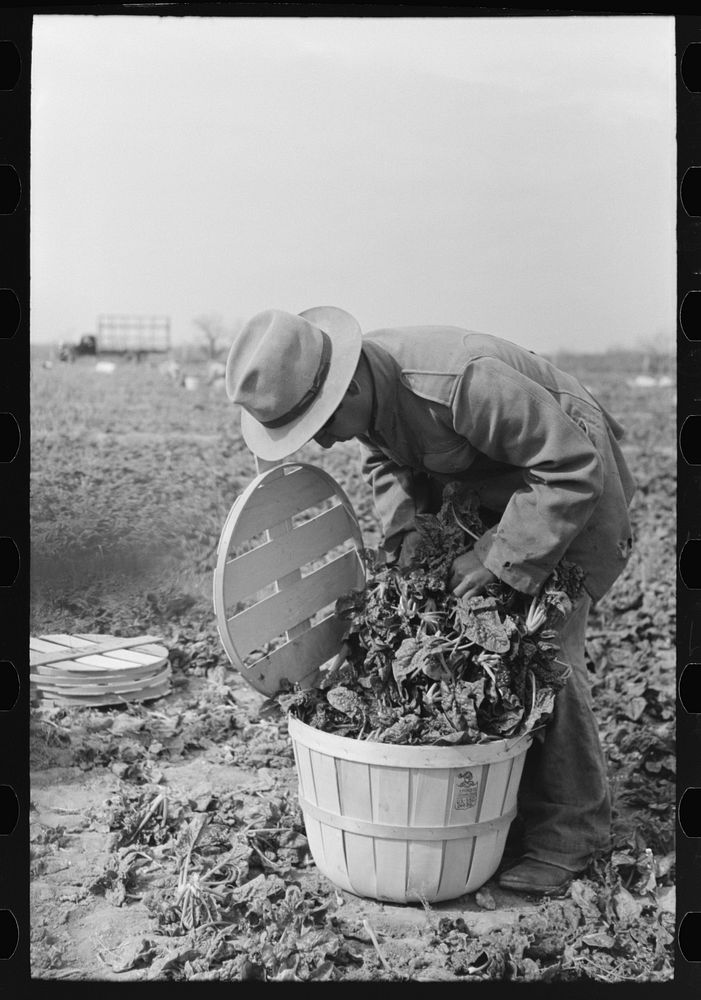 Inspecting quality of spinach, La Pryor, Texas by Russell Lee