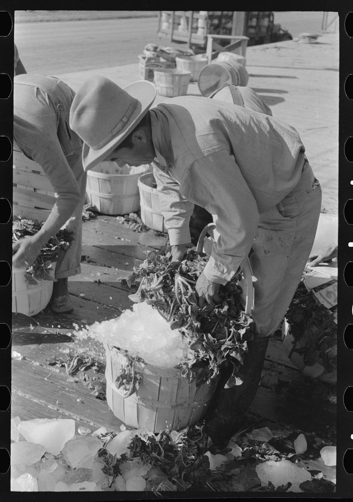 [Untitled photo, possibly related to: Shoveling ice into baskets of spinach before packing in refrigerator cars, La Pryor…