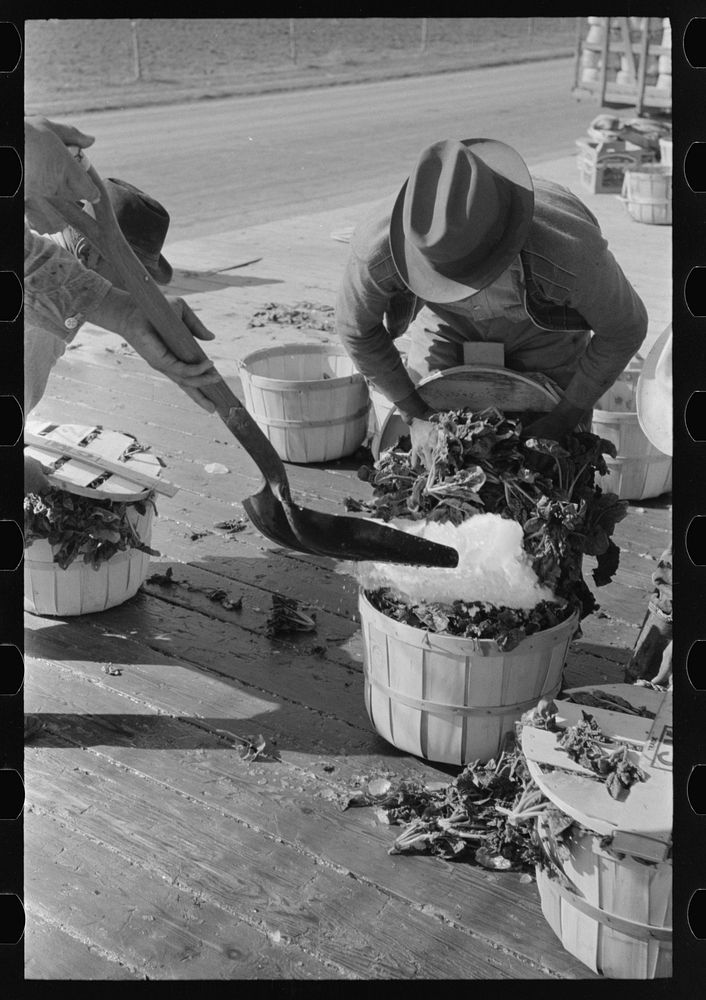 Shoveling ice into baskets of spinach before packing in refrigerator cars, La Pryor, Texas by Russell Lee
