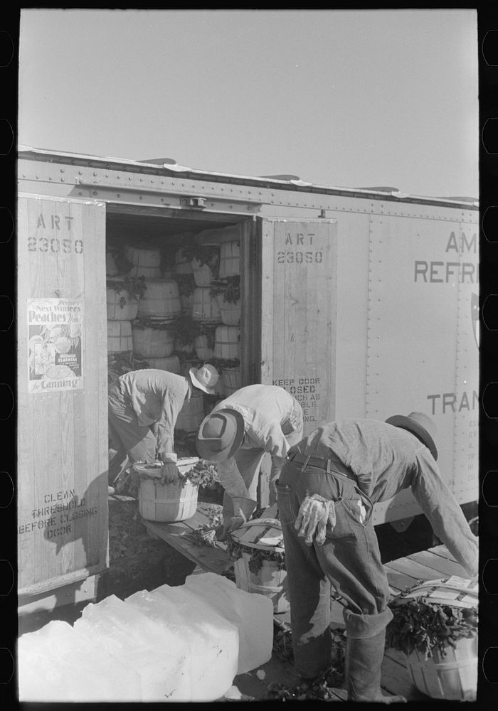 Loading spinach into refrigerator car, La Pryor, Texas by Russell Lee