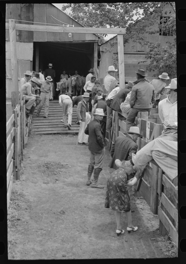 Inspecting cattle and pens, auction yard, San Augustine, Texas by Russell Lee