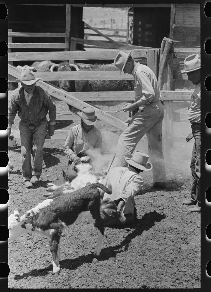 Scene in the branding pen showing innoculation for le. Ranch near Maria, Texas by Russell Lee