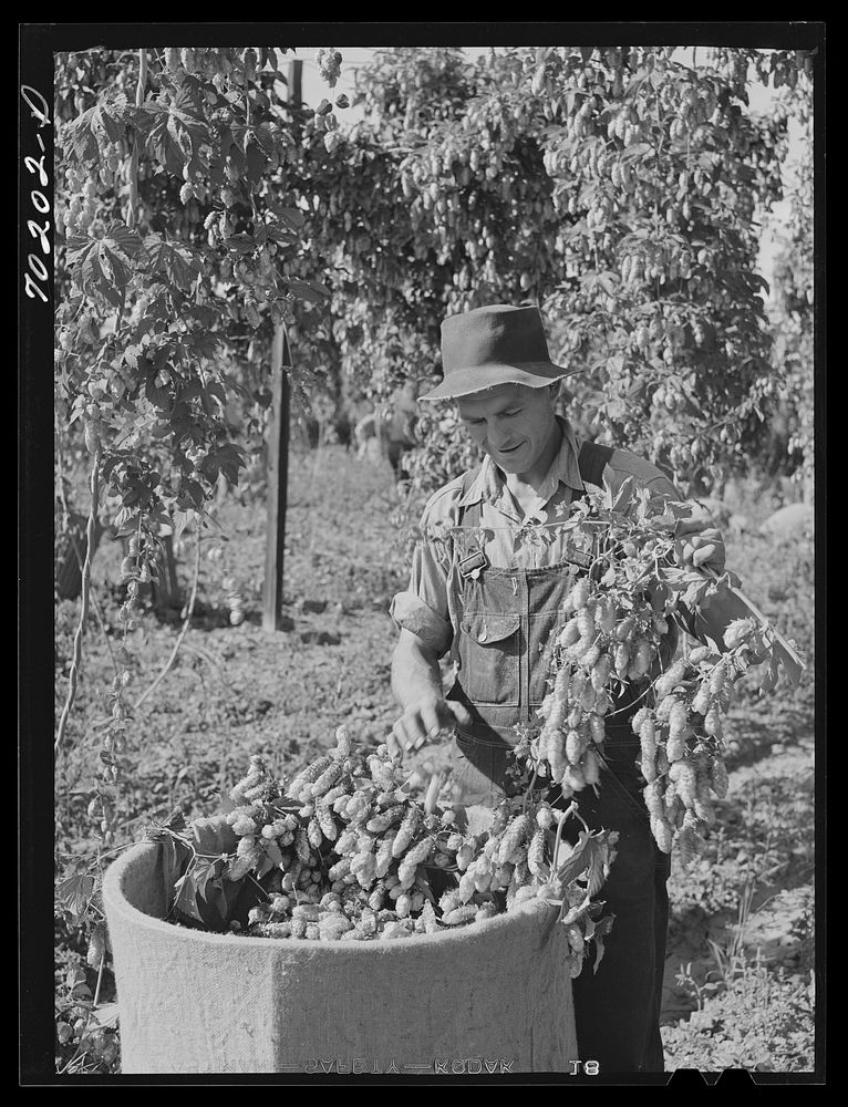 Picking hops, Yakima County, Washington. Workers were paid this year two and a half to four cents per pound.  This man said…