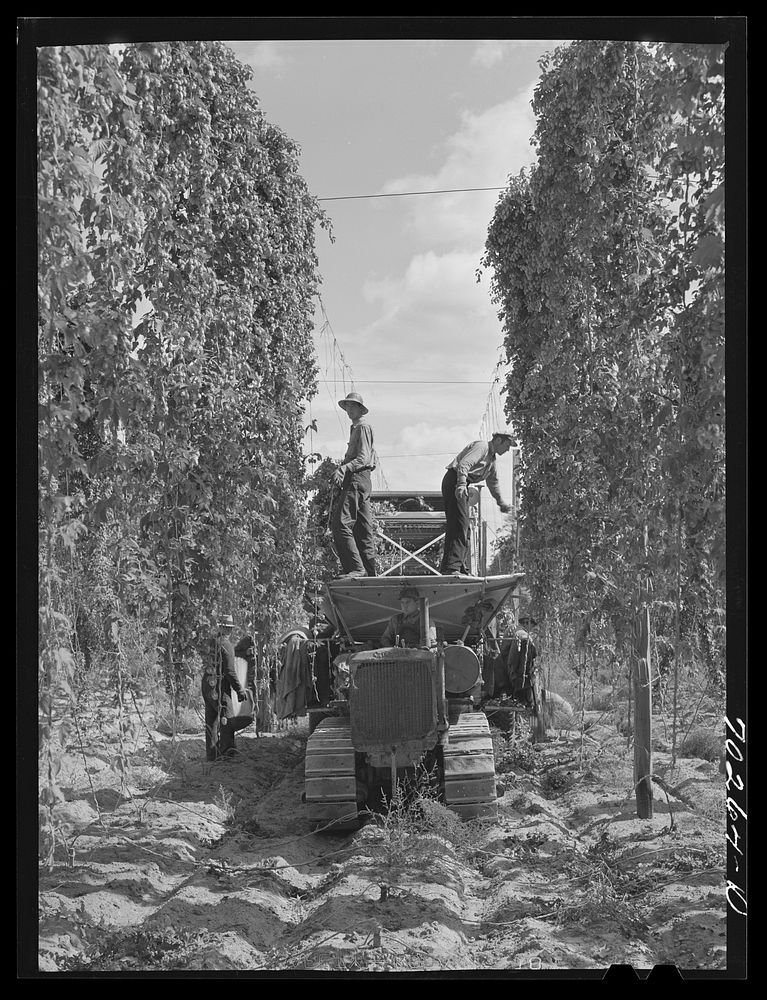 Portable-type hop picker at work in the fields, Yakima County, Washington. In 1940 there were two mechanical pickers in this…