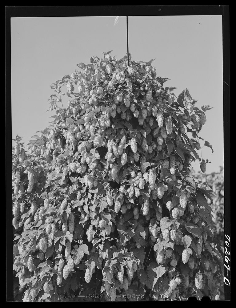 Hop vine. Yakima County, Washington by Russell Lee