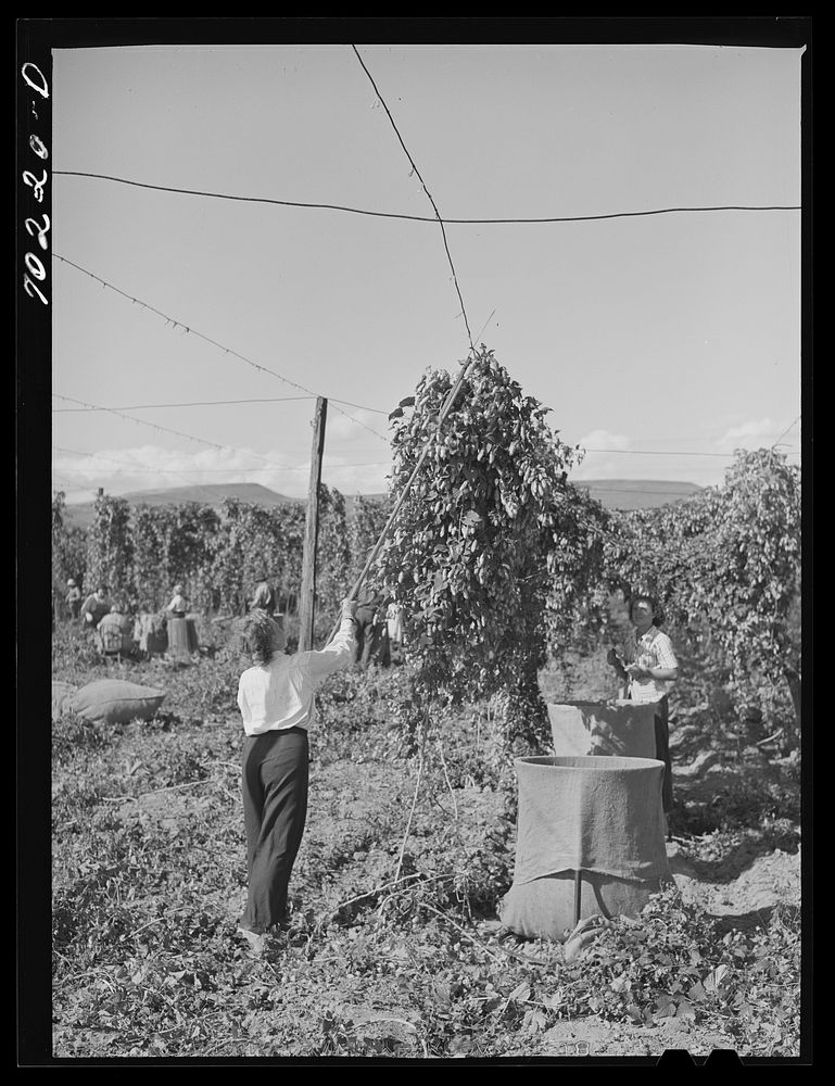 Pulling down vines in hop field. The hops or burns are then picked from the vines. Yakima County, Washington by Russell Lee
