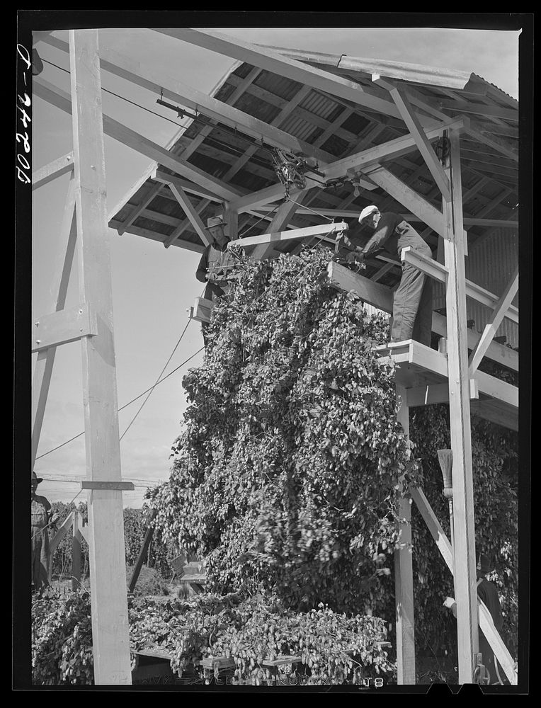Hop vines going in stationary-type mechanical picker. Yakima County, Washington by Russell Lee